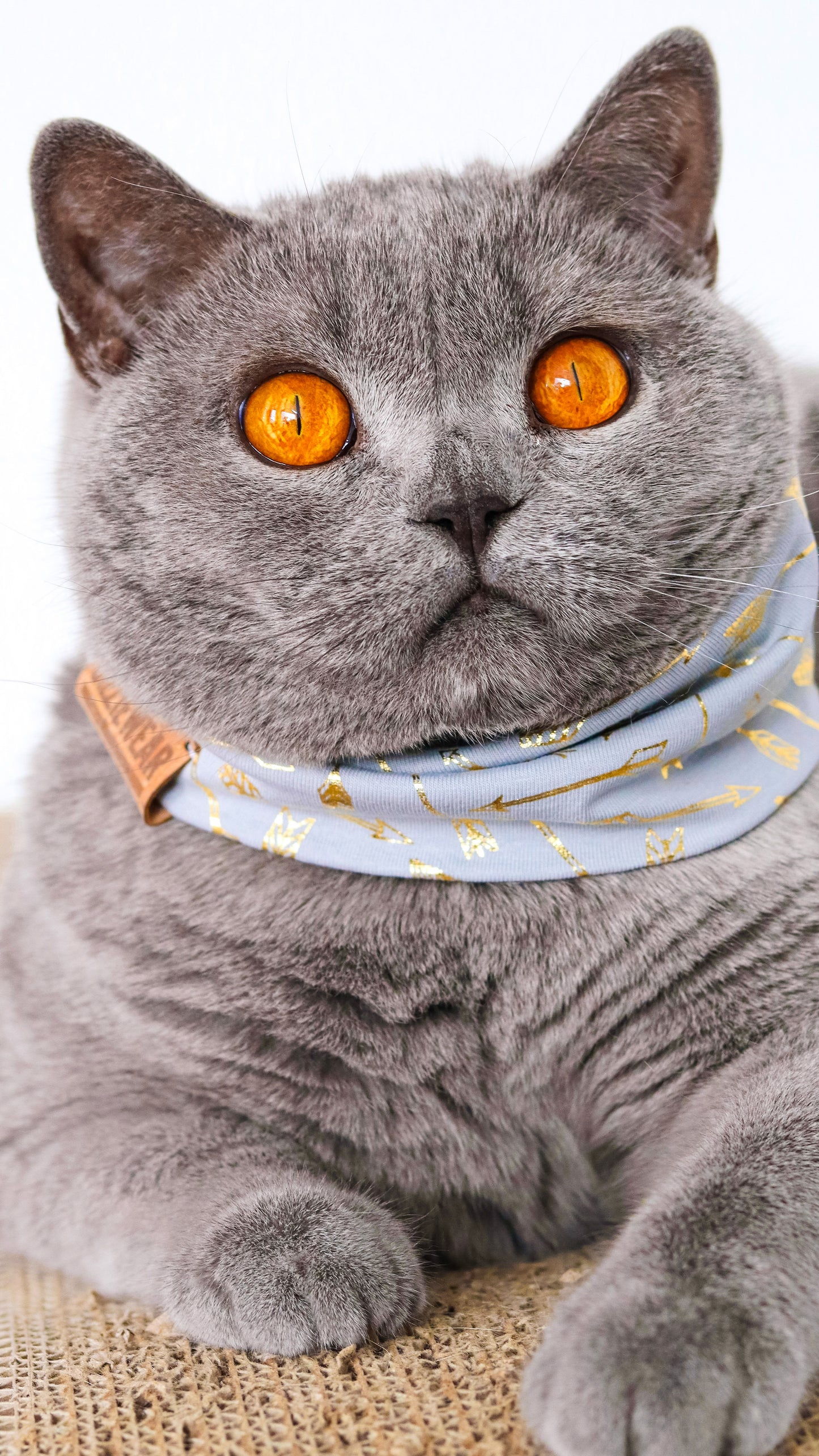 Grey Amore pet scarf