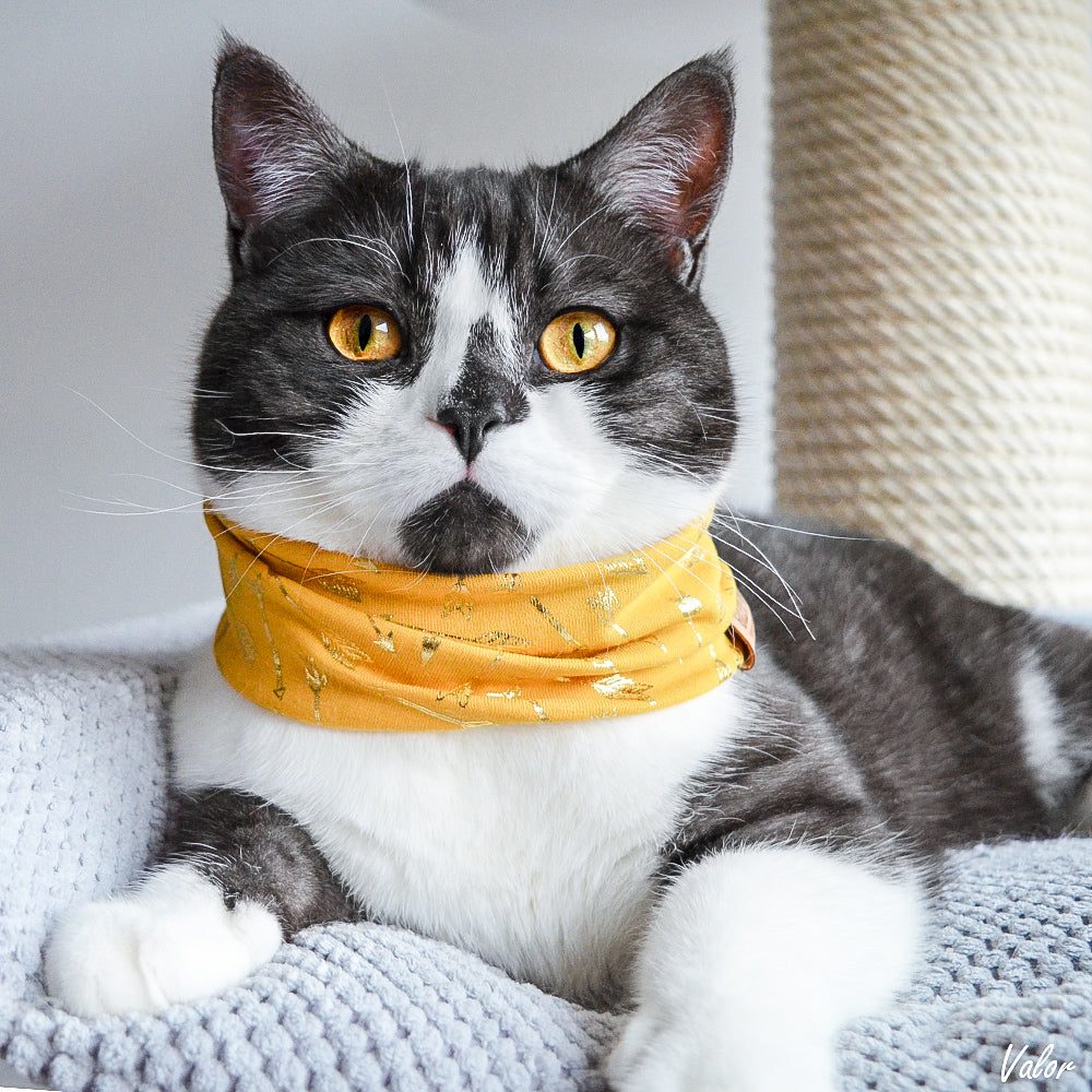 Golden Amore pet scarf