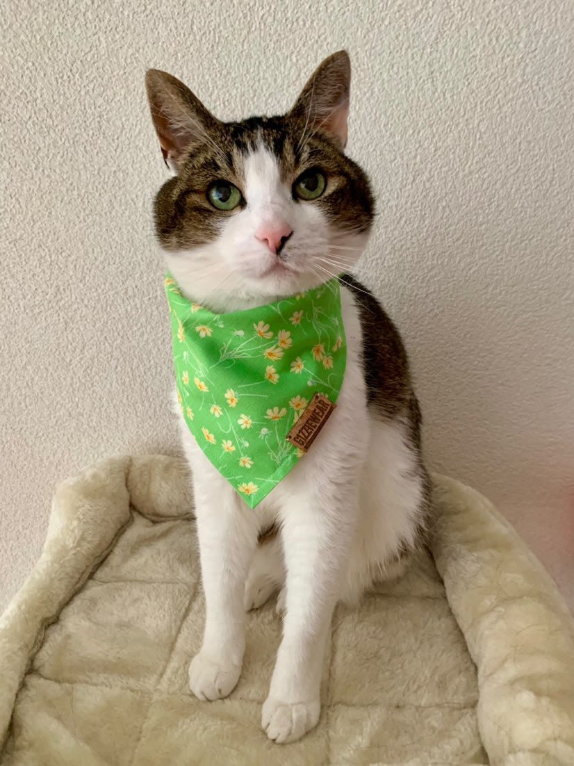 Green Field pet bandana