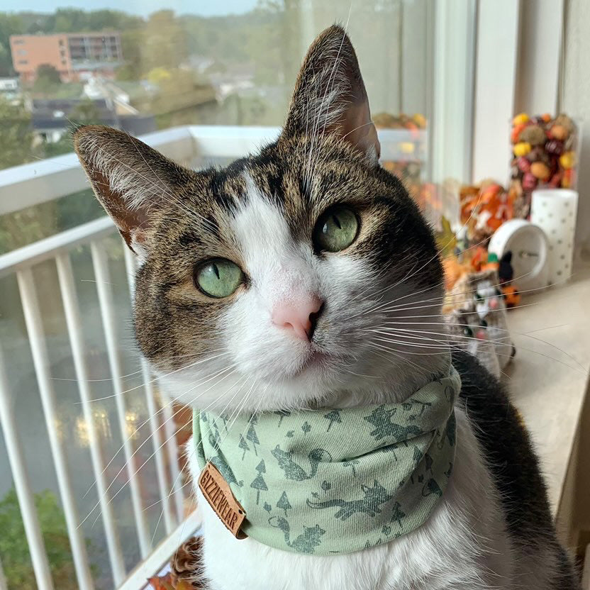 Mint Fox pet scarf