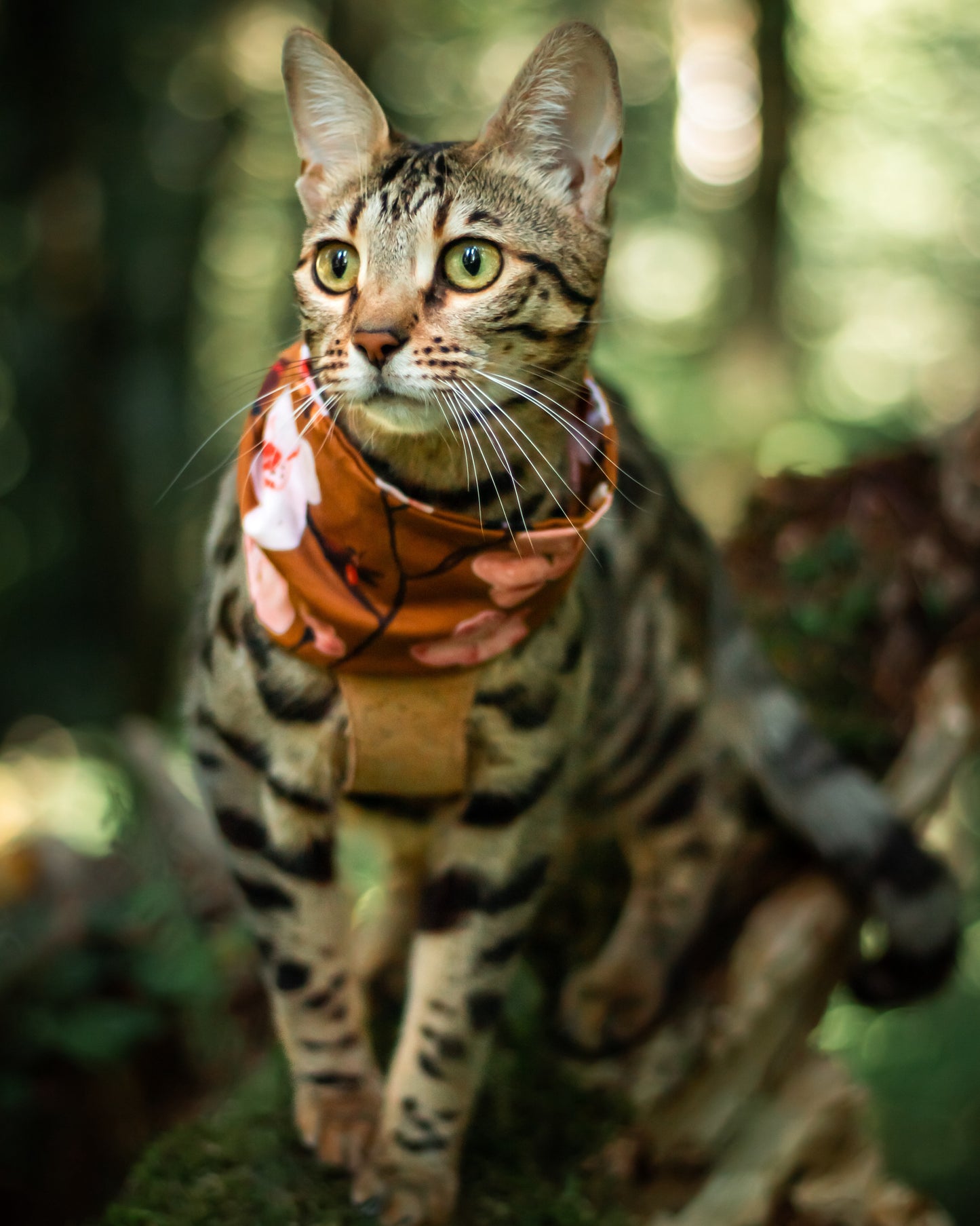 Fall Flower pet scarf