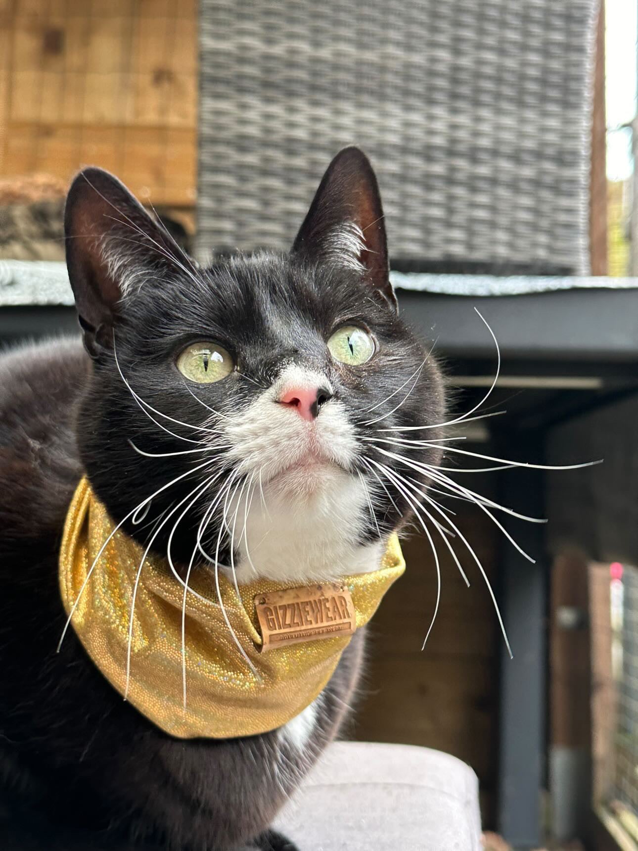 Golden Sparkles pet scarf