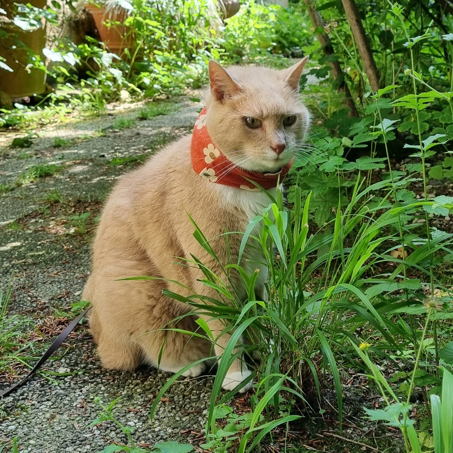 Orange Flowers pet scarf