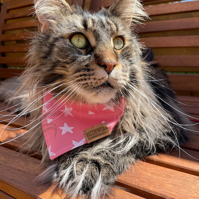 Superstar pet bandana