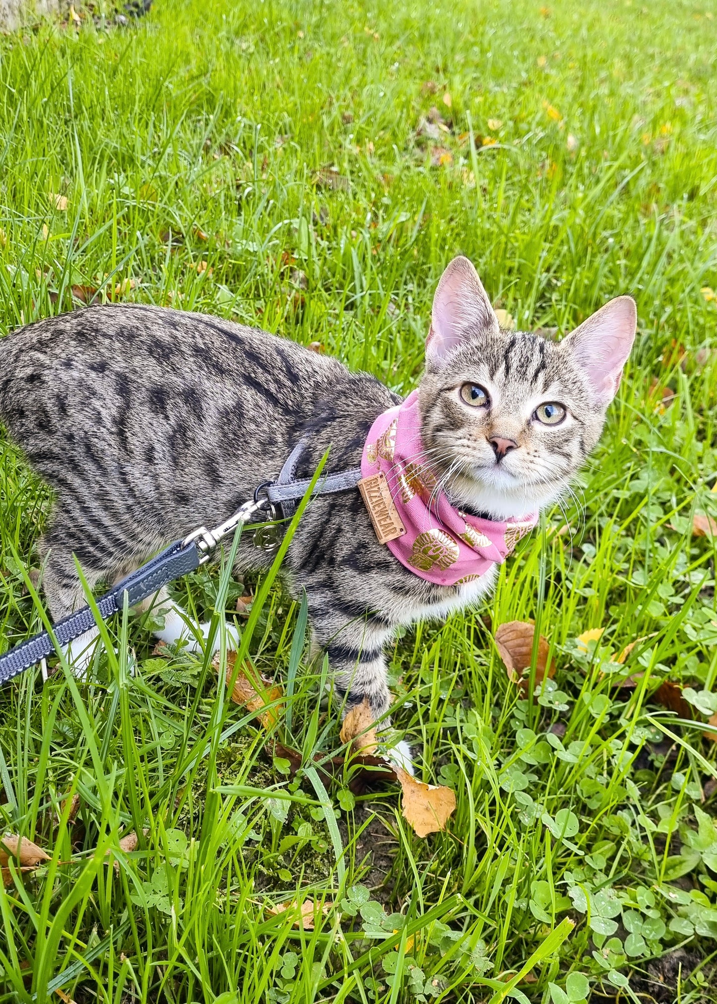 Pink Roar pet scarf