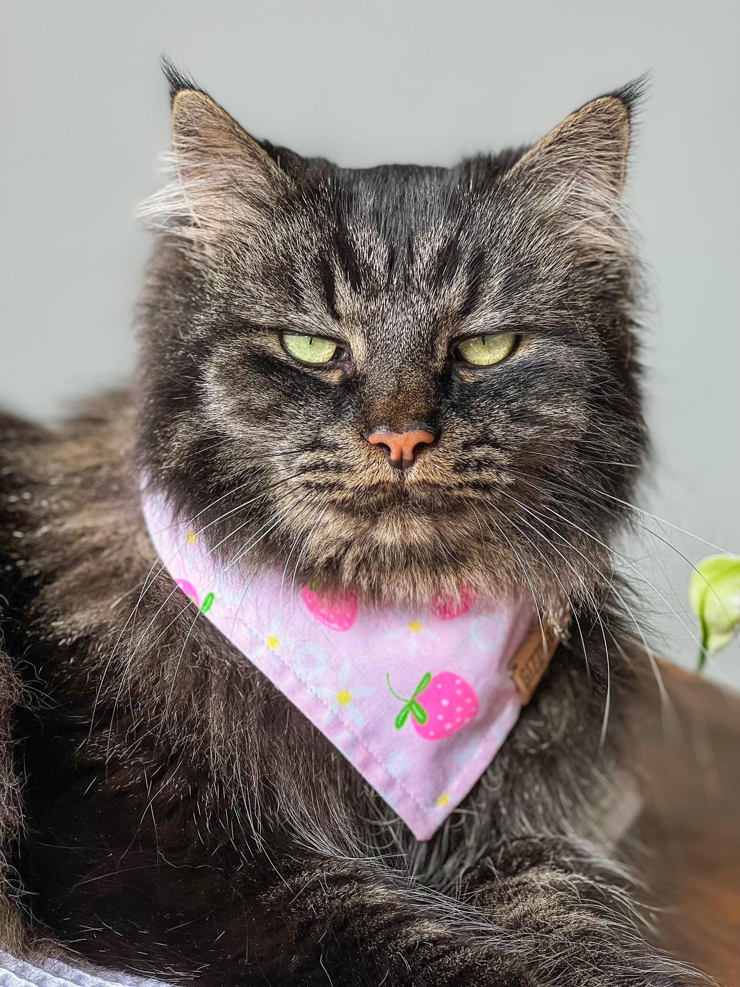 Strawberry pet bandana