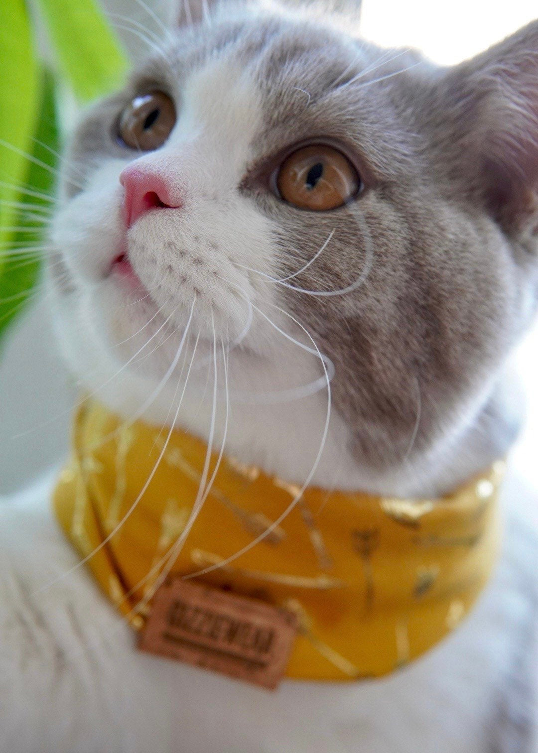 Golden Amore pet scarf