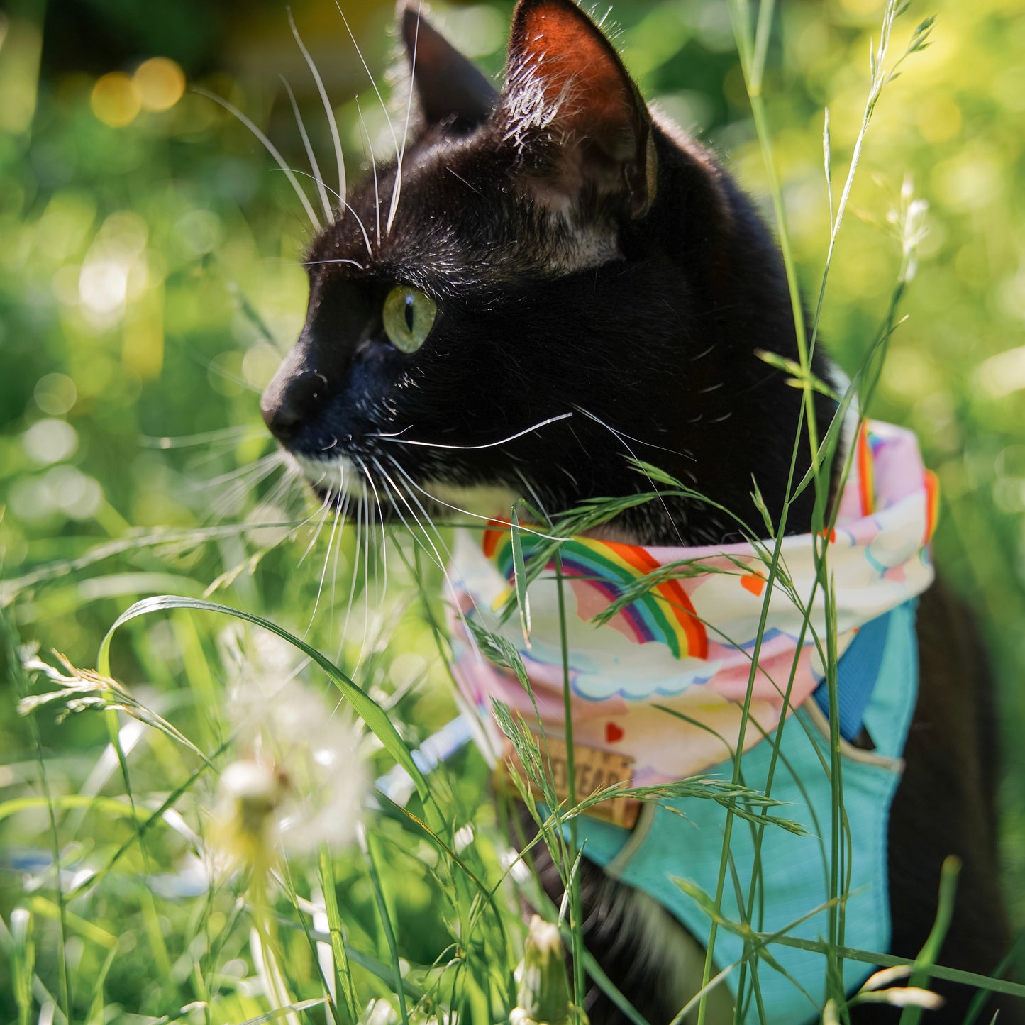 Over The Rainbow pet scarf